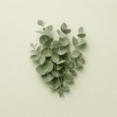 Eucalyptus